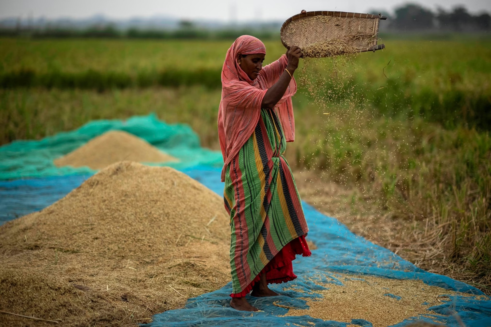 'सूत्रों का कहना है कि भारत बासमती चावल के निर्यात के लिए न्यूनतम कीमत में कटौती कर सकता है'